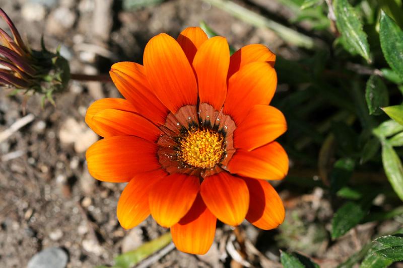 2007 04 14 Napier_Cape Kidnapper 146_DXO.jpg